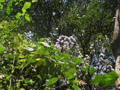 Quechualia fulta