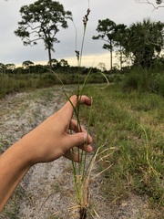 Rhynchospora microcarpa