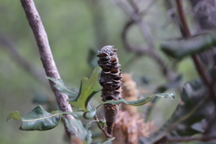 Banksia dentata