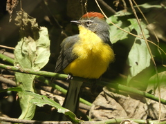 Myioborus brunniceps