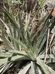 Dyckia