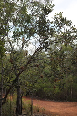 Banksia dentata
