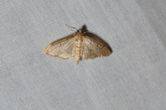 Herpetogramma bipunctalis