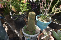 Parodia lenninghausii