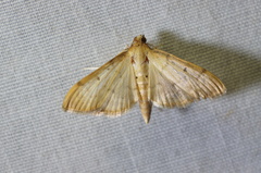 Herpetogramma bipunctalis