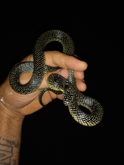 Lampropeltis holbrooki