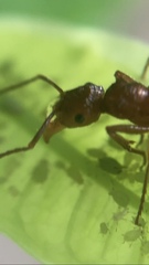 Ectatomma tuberculatum