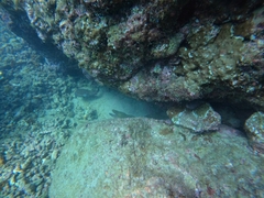 Gymnothorax castaneus