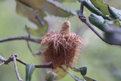 Banksia dentata