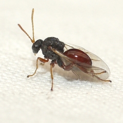 Cynipinae