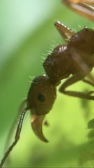 Ectatomma tuberculatum