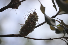 Banksia dentata