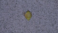 Rhynchospora microcarpa