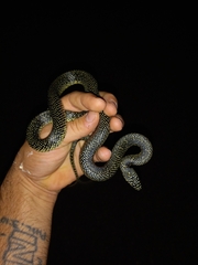 Lampropeltis holbrooki