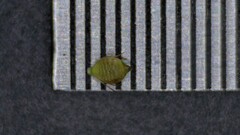 Rhynchospora microcarpa