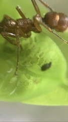 Ectatomma tuberculatum