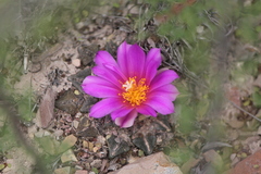 Ariocarpus kotschoubeyanus