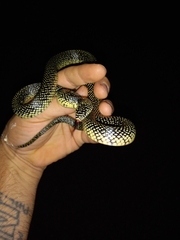 Lampropeltis holbrooki