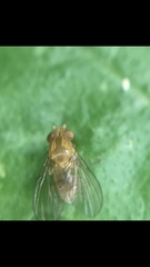 Neogriphoneura