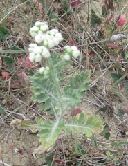 Parthenium confertum