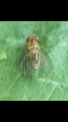 Neogriphoneura