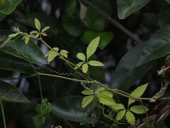 Causonis japonica