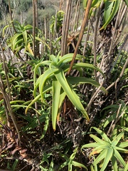 Asphodeloideae