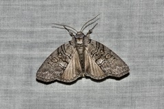 Discophlebia celaena