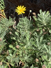 Euryops pectinatus