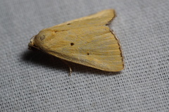 Marimatha nigrofimbria