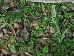Potentilla hebiichigo