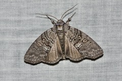 Discophlebia celaena