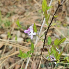 Daphne genkwa