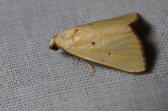 Marimatha nigrofimbria