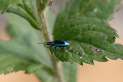 Lebia viridis