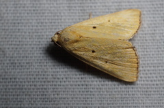 Marimatha nigrofimbria