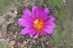 Ariocarpus kotschoubeyanus