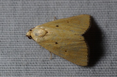 Marimatha nigrofimbria