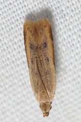 Mesophleps adustipennis