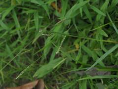 Paspalum orbiculare