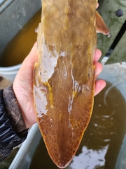 Scaphirhynchus platorynchus