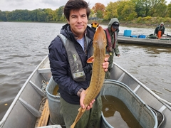 Scaphirhynchus platorynchus