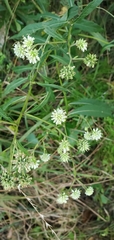 Verbesina walteri