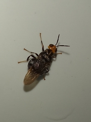 Cyphomyia