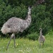 Emu - Photo (c) awmccutcheon, osa oikeuksista pidätetään (CC BY-NC)