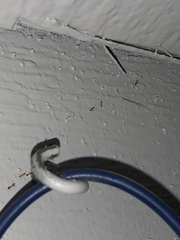 Trichomyrmex destructor