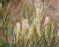 Grevillea biformis