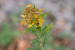 Lebia viridis