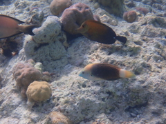 Halichoeres podostigma