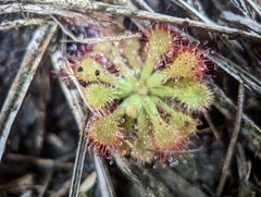 Drosera capillaris